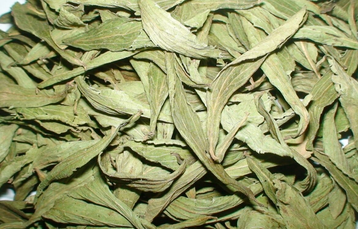 How to use dry stevia leaves